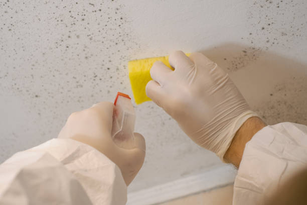 Reliable Wheeler, TX Mold Removal Solutions