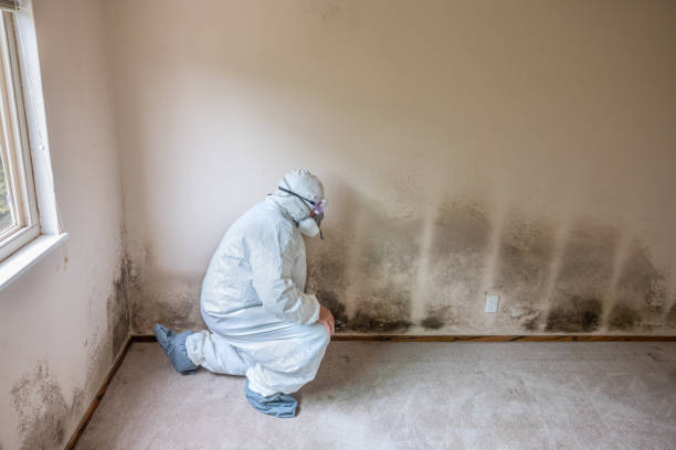 Mold Removal for HVAC Installations in Wheeler, TX